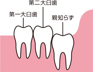 正常に生えているタイプのイメージ